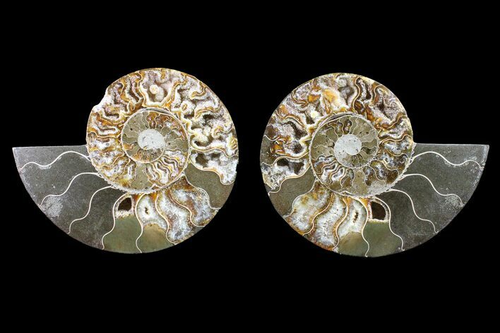 Bargain, Cut & Polished Ammonite Fossil - Madagascar #148018